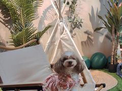 -百好乐宠物友好餐厅(朝外大街店)