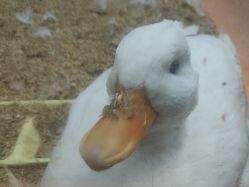 -神奇动物撸宠馆·羊驼·小浣熊·异宠(豫园店)