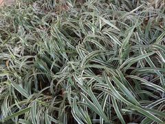 iphone_upload_pic-兆祥公园
