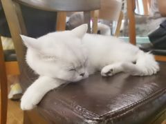-猫小院猫主题餐厅(三里屯店)