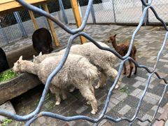 -长白岛森林公园