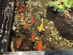 -隐炉和牛烧肉店(群力店)