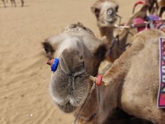 -银肯塔拉沙漠生态旅游景区