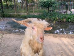 -广东花都香草世界旅游度假区