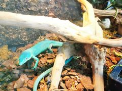 -南宫五洲植物乐园