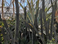 -北京植物园-展览温室