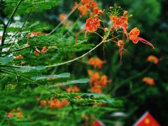 -深圳国际园林花卉博览园