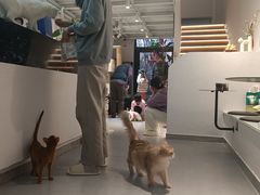 -琪喵猫屋·撸猫猫咖·猫舍