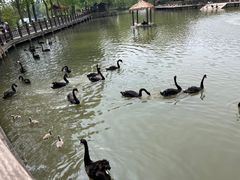 -溱湖国家湿地公园