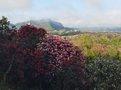 -贵州百里杜鹃风景名胜区