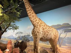 -陕西自然博物馆