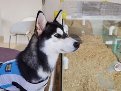 -怪兽屋·羊驼·猫咖·狗咖(俊华广场店)