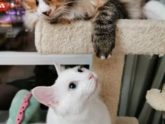 -中农国际动物医院24小时·猫科·骨科·急重症中心