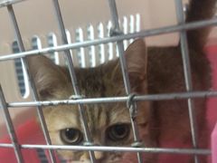 -伟伟宠物医院·CT影像中心·瑞派犬猫综合性门诊(汉口总院)