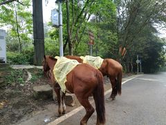 -铁山坪森林公园