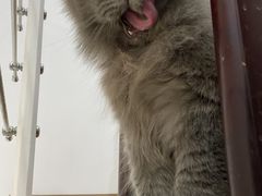 -团子家猫咪猫咖馆·柯基·柯尔鸭