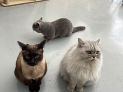 -猫友咖啡店(玉林西路店)