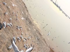 -栈桥景区