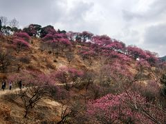 -新建村梅花