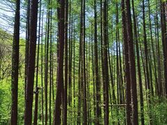 -关门山森林公园