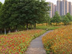 -洋湖国家湿地公园