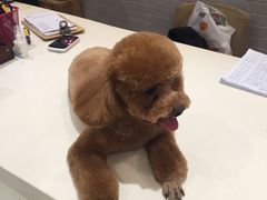 -神采飞扬宠物美容(香港路店)