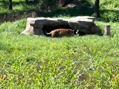 -沈阳森林动物园