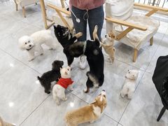 -柴犬小屋·柴餐厅·狗咖食堂(金鼎广场店)