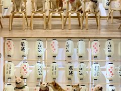 -柴迷FANS CLUB·柴犬狗咖·猫咖
