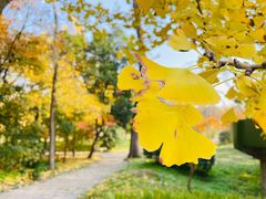 -上海共青森林公园