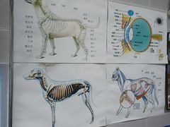 -芭比堂动物医院·心脏科·老年急重症·夜诊·吉雅分院
