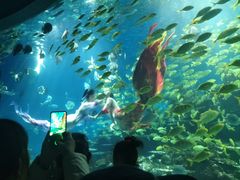 -海合安武汉极地海洋公园