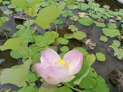 -槟城植物园