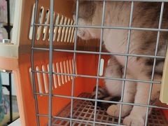 -贝康宠物医院·犬猫全科·小动物特色诊疗中心(东环路店)
