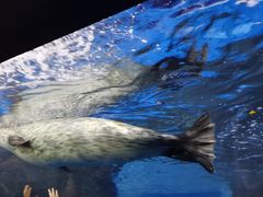 -上海海洋水族馆
