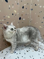 -Moni星球萌宠·小马宝莉·灵蛇·高端高阶全萌宠互动体验俱乐部(红豆国际广场店)