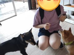 -柴犬高等学院·狗咖·柴犬售卖·宠物训练