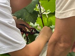 -马陆小张葡萄园农家乐