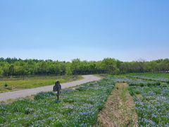 -西青郊野公园