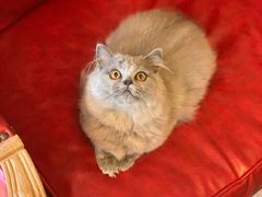 -猫大福·Fortune Cat猫舍(百子湾店)