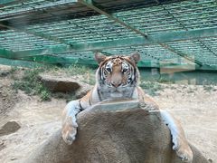 -栾川竹海野生动物园