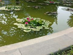 -莲花池公园