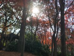 -秋霞圃