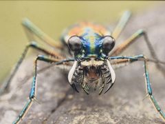 -上海昆虫博物馆