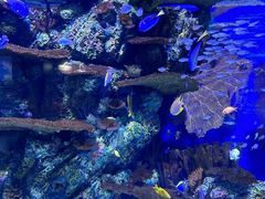 -上海海洋水族馆