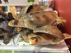 -TOYSRUS玩具反斗城(成都环球中心店)