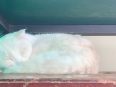 -猫咪博物馆(顶澳仔猫街店)