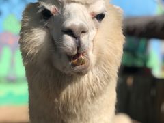 -鄂尔多斯野生动物园