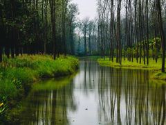 -合肥滨湖国家森林公园