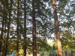 -八大关景区